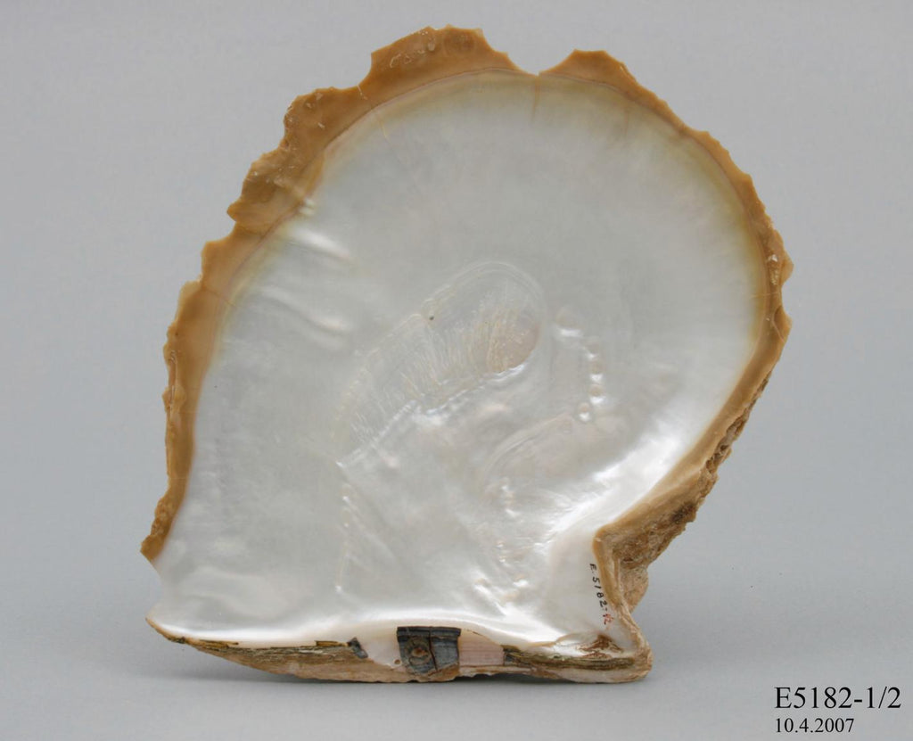 MOTHER OF PEARL OYSTER  (THE PINCTADA MAXIMA) | The South Sea Pearl