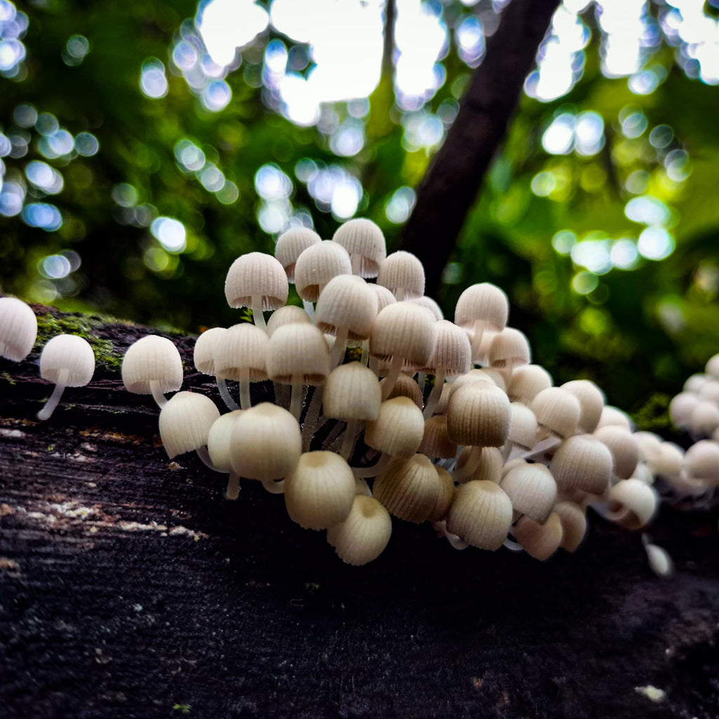 Discovering the Environmental Impact of Tahitian Pearl Farming