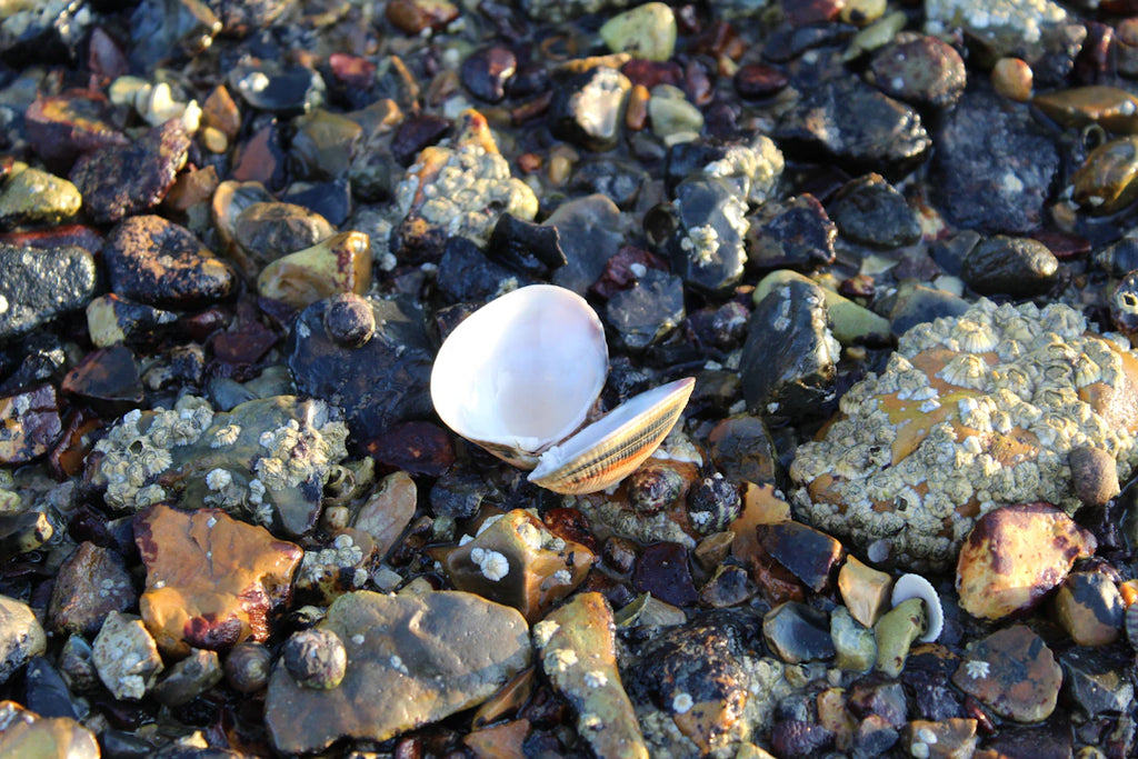 The Future of Sustainable Tahitian Pearl Farming