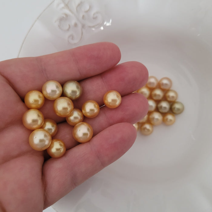 Deep Golden South Sea Pearls Round 10-11 |  The South Sea Pearl |  The South Sea Pearl