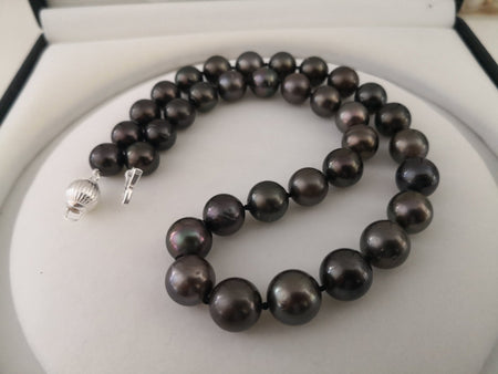 Tahiti Pearls 11-13 mm round shape Aubergine color - Only at  The South Sea Pearl